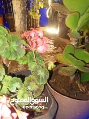  1 زغاليل للبيع