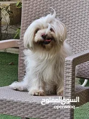  4 كلب شيتزو انثى