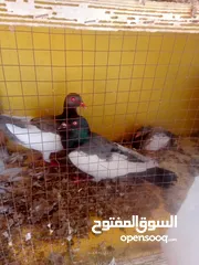  1 حمام كش وزق للبيع او للبدل على عصفير