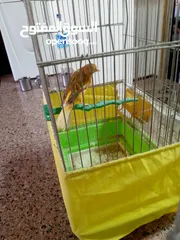  4 جوز كنار مخاليف