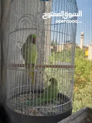  5 شيكو  ببغاء درة هندي يقلد صوت القطة  وسكر ا تصفر وتحاول الكلام مع قفص واكل التوصيل داخل نابلس بعشرين