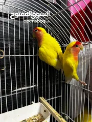  1 جوز روز لاتينو عين حمرة تحتهم اربع بيضات مع قفص ثلث معالف جديد وكوخ كبير جديد