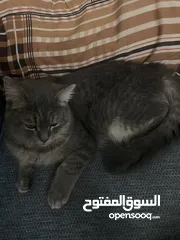  2 Persian 5-6months old