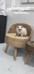  4 Himalayan Kitten For Adoption