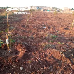  3 قطعه او مميزه مشجره زيتون