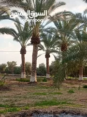  9 بيع نخيل مثمر وزينه وشنطونيا