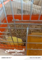  7 طيور حب مع فراخ عدد 2 للبيع بحاله ممتازه