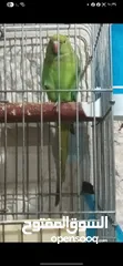  1 ببغاء دُره انثى