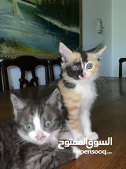  2 قطط للتبني مكس العمر شهرين