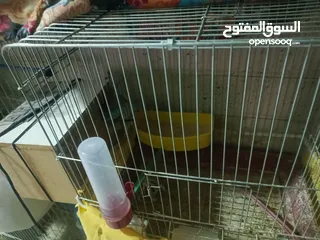  2 طيور حب للبدل او بيع