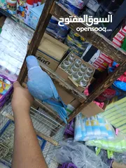  3 ببغاء دره لون ازرق طفره