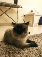  8 Male  Himalayan Cat 1year old