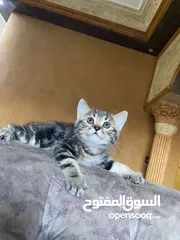  5 قطط جميله للتبني بشرط مخافه الله فيهم