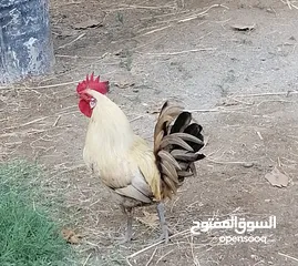  1 ديك عماني للبيع