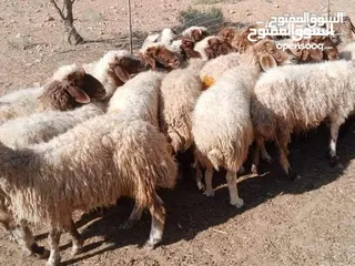  3 الزرقاء الهاشميه