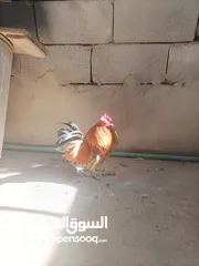  2 ديك  زاحف بصحه جيده