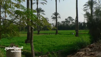  3 قطعة أرض زراعية للبيع المحمودية مجاور محطة الدليمي مقابل المتنزه