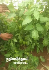  3 شركة عبدالسلام ربيع للتجاره والاستيراد و الخدمات الزراعيه بذور /الاسمده/معدات/مرشات/مبيدات