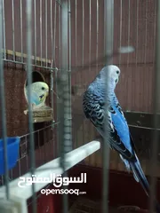  1 اقراء الوصف وصلي على النبي