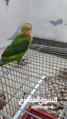 9 جوز فيشر اليف للبيع ذكر وانثى