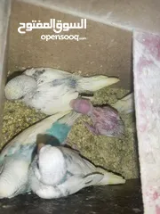  4 طيور حب امايات بيضات طيور محميه انضاف