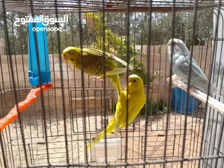  9 طيور مشكله شغاله للبيع اقرا الوصف