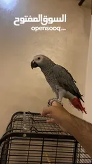  4 كاسكو مزرعة للبيع حبة بالصلاة علنبي