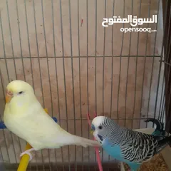  17 طيور حب للبيع سعر الجوز 15دينار مع قفص والمعالفه وبياضاه . طيور حب انجليزي