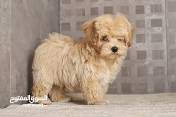  11 Maltipoo  جراء مالتيبو