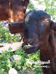  15 ماعز شامي للبيع ثلاث عنزات وتيس كولهن ريشة الحبه ماشاءالله تبارك الرحمن وصخلتين وجداي اثنين