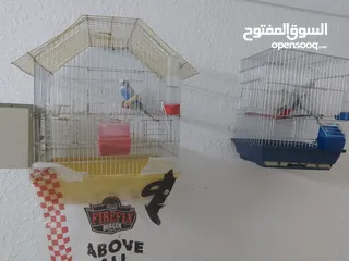  1 طيور حب للبيع