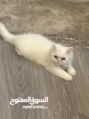  2 قطة بيكي فيس شهرين بيضة مطعمة ومتعلمة على لتر بوكس مع اغراضها كاملة