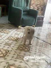  1 كلاب بيتوته