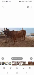  3 Cow for Sale