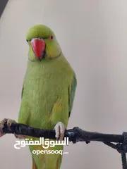  11 ببغاء درارة هندي ذكر اسمو كوكو عمر سنتين مطوق اليف جدا ما بعض نهائي لعوب بحب الاطفال