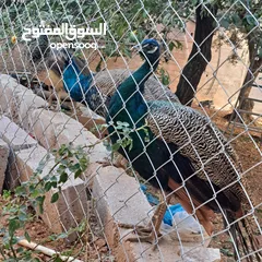  4 ذكر طاوؤس هندي للبيع