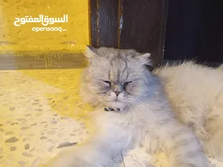  8 قطه هملايا انثى