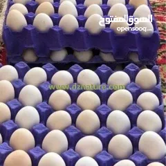  1 بيض دجاج عربي للبيع