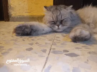  6 قطه هملايا انثى