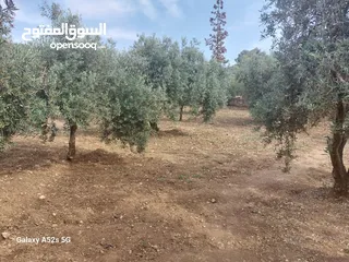  23 مزرعه فاخره تل الرمان منطقه مزارع الخير
