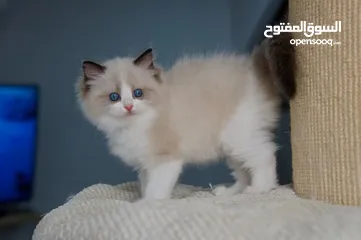  1 Ragdoll kittens for adoption