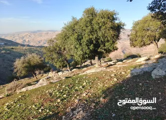  4 ارض للبيع بالصبيحي