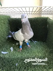  6 حمام للبيع