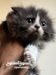  6 قط صغير جميل