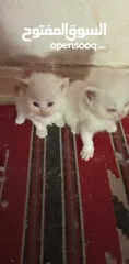  3 اربع قطط صغار مع الام . شيرازي للبيع