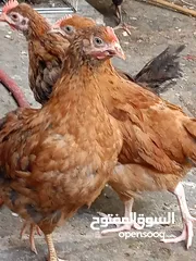  6 دجاج عرب مخاليف