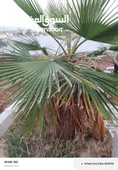  3 شجرة نخيل زينه