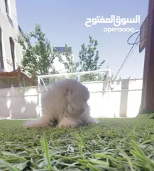  3 جاهزين لبيتهم الجديد سكوتش فولد العمر شهرين وعشر ايام متعودين ع دراي فود واللتر بوكس لعوبين حلوين لت