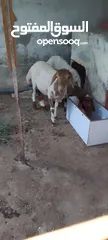  2 عمان جاوا عبرتين عمر ثمانيه اشهر
