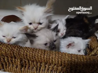  7 قطط للبيع السعار مشكله